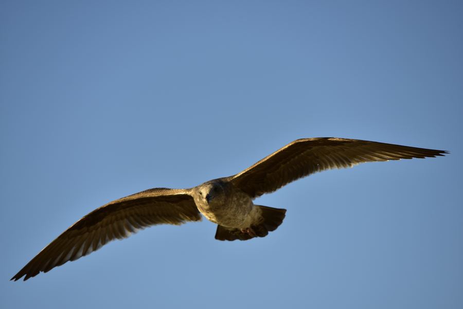 A seagull in flight with its wings spread against a blue sky.