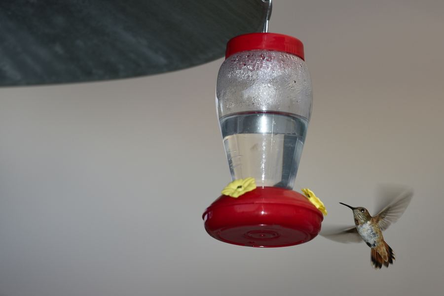 A hummingbird hovers beside a red feeder.