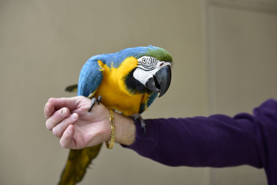 A blue and gold macaw perched on a person's outstretched hand.