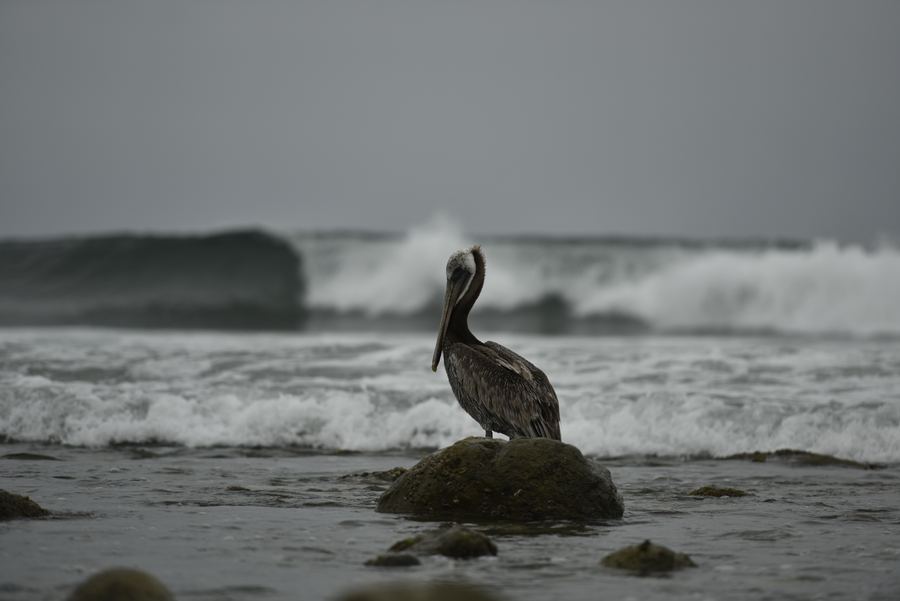 A brown pelican stands on a rock in front of breaking waves.