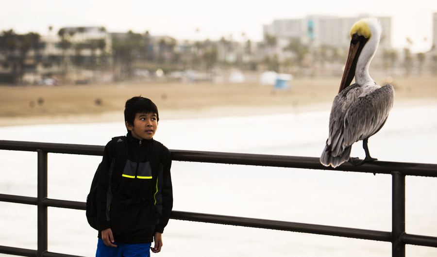 A boy in a black jacket stands at a pier railing beside a pelican perched on the rail. The beach is blurred behind them.