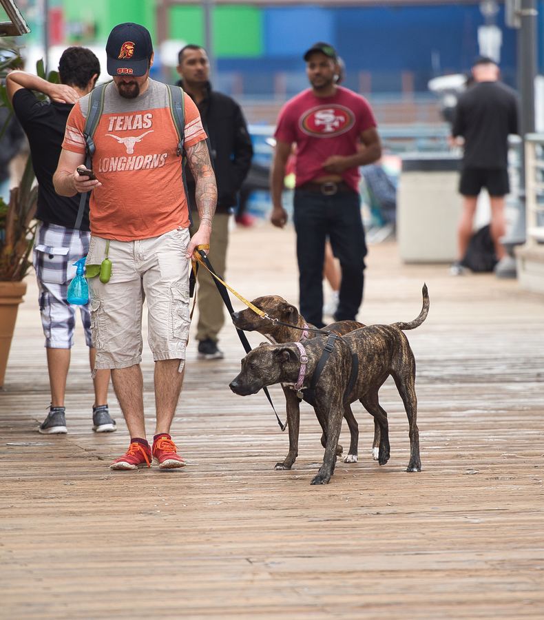 A man in an orange Texas Longhorns shirt walks two brindle dogs on a boardwalk among other people.